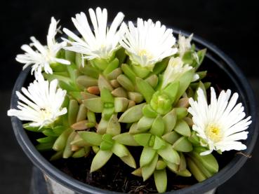 Motherplant with flowers